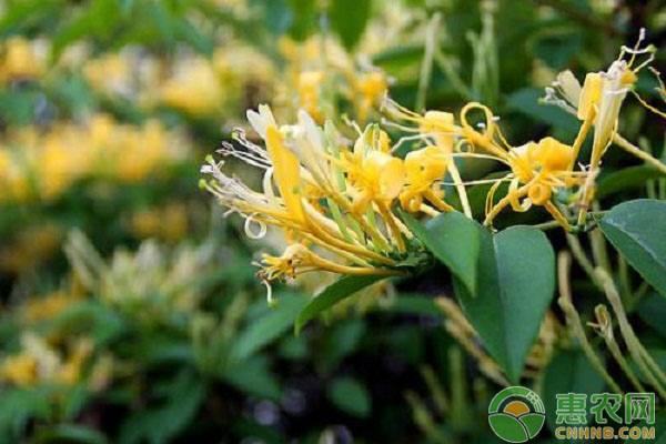 金銀花怎么修剪？了解這4個(gè)修剪方法，讓你的金銀花爆盆生長(zhǎng)