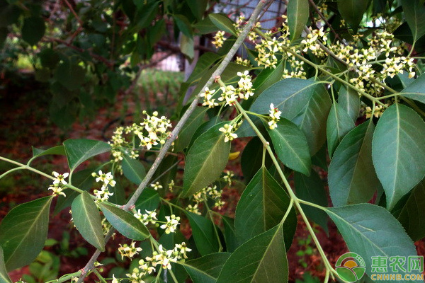 絲棉木的生物學特性及其育苗技術(shù)