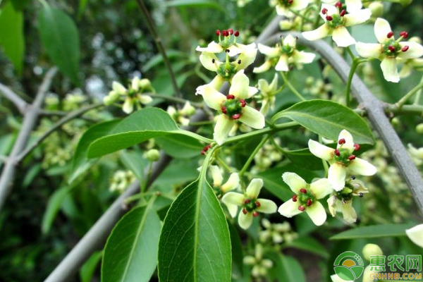 絲棉木的生物學特性及其育苗技術(shù)