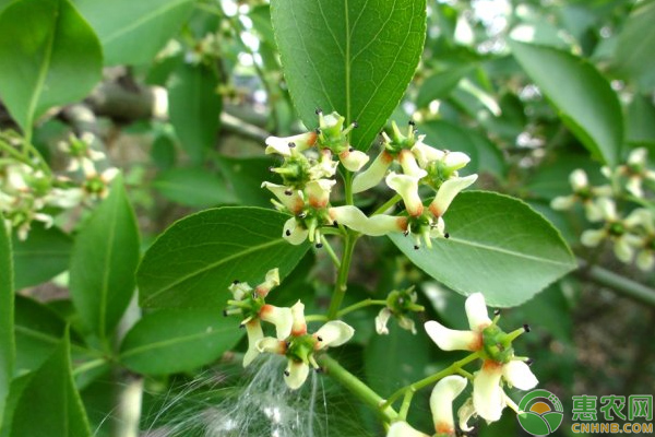 絲棉木的生物學特性及其育苗技術(shù)