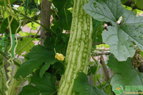苦瓜如何栽培？苦瓜種植時(shí)間和方法