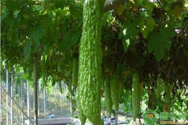 苦瓜如何栽培？苦瓜種植時(shí)間和方法