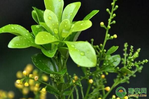 想要米蘭多開花，做好日常管理工作很重要