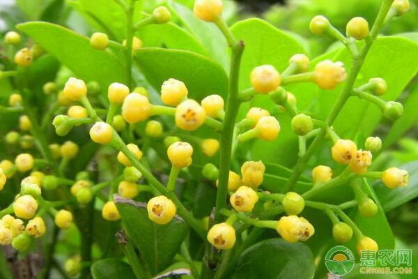想要米蘭多開花，做好日常管理工作很重要