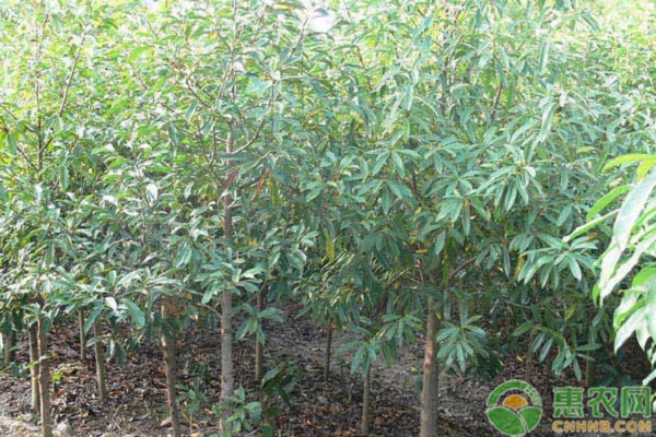 紅花木蓮的分布現(xiàn)狀及培育技術(shù)