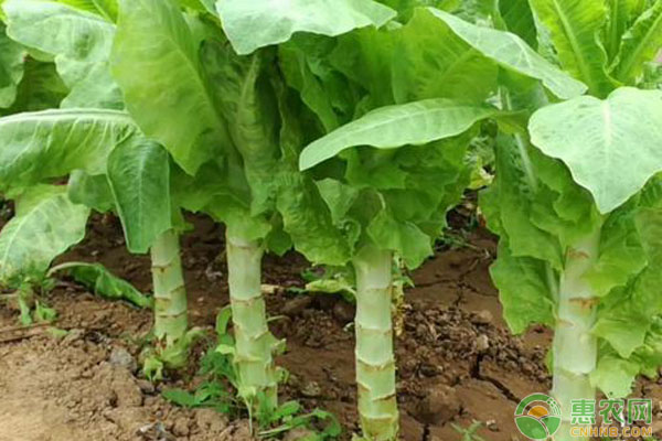 九月種菜推薦
