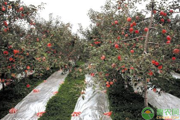 苹果园高产栽培土壤管理技术