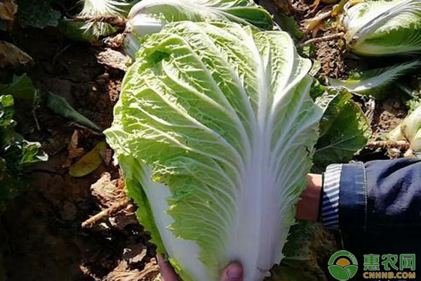 南方九月種菜