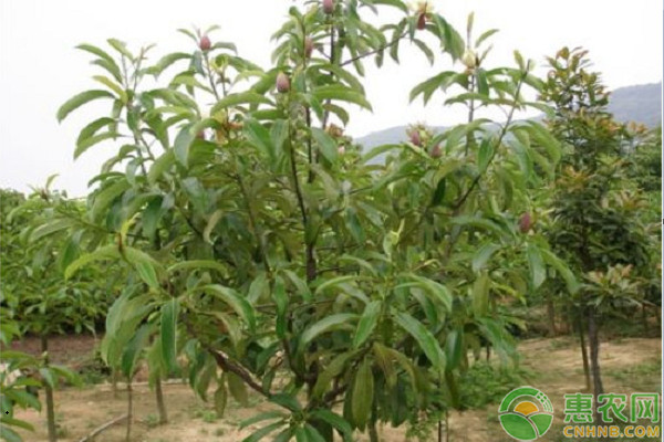 紅花木蓮的分布現(xiàn)狀及培育技術(shù)