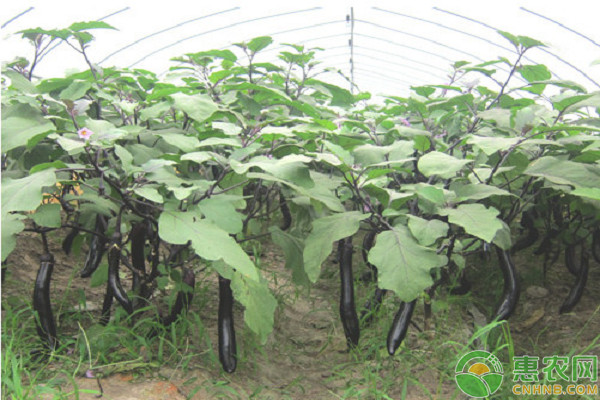 茄子老是落花是什么原因？如何預(yù)防？