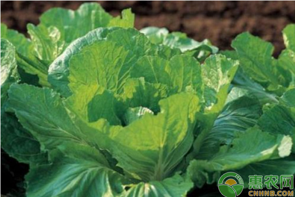 秋白菜什么時候種植？秋白菜栽培方法和播種時間