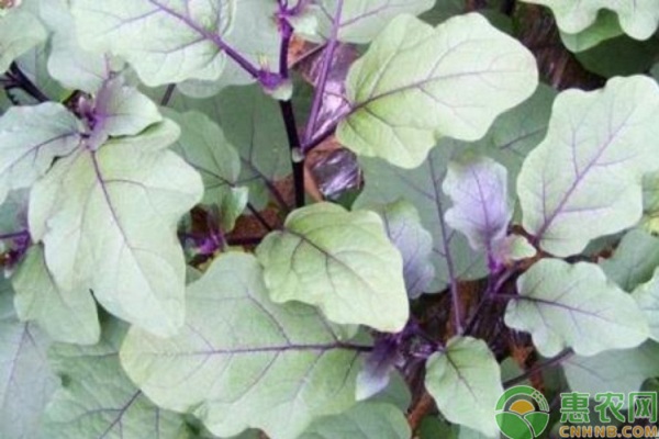 茄子老是落花是什么原因？如何預(yù)防？