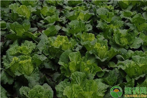 秋白菜什么時候種植？秋白菜栽培方法和播種時間