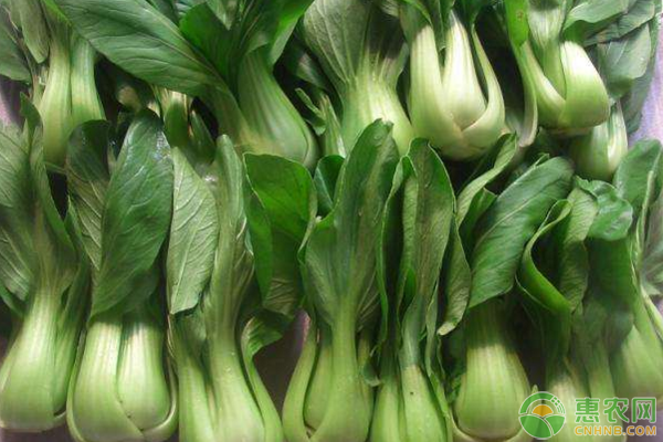 直播油菜適宜播種期為多久？應把握哪些技術環(huán)節(jié)？