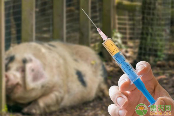 種豬疫苗注射