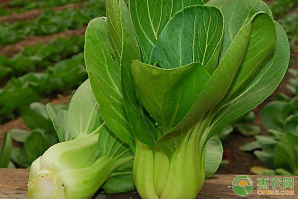 直播油菜適宜播種期為多久？應把握哪些技術環(huán)節(jié)？