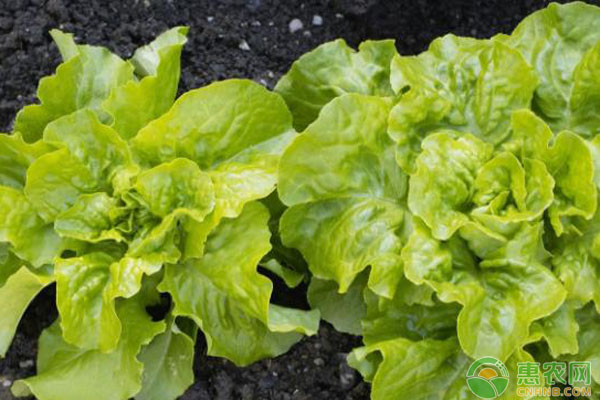 生菜可以和什么交叉种植？生菜与黄瓜、架豆、番茄交叉种植做法