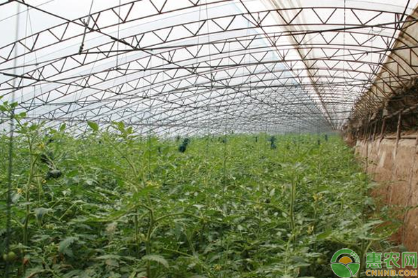 秋季西红柿种植怎么防治病虫害？秋茬<a href='https://www.cnhnb.com/t/52709.html' class='j-href' target='_blank'><span style='color:#FF8001'>西红柿栽培</span></a>管理要点