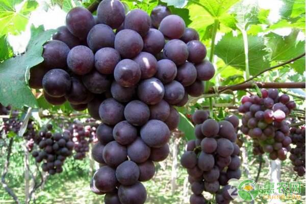 葡萄細菌性穿孔病如何防治？葡萄細菌性穿孔病防治措施