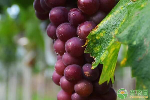 葡萄細菌性穿孔病如何防治？葡萄細菌性穿孔病防治措施