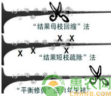 甜櫻桃促發(fā)分枝配置及葉果比精細(xì)調(diào)節(jié)