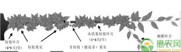 甜櫻桃促發(fā)分枝配置及葉果比精細(xì)調(diào)節(jié)