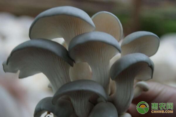 廢棄黃豆秸稈能用于平菇栽培嗎？有哪些操作方法？