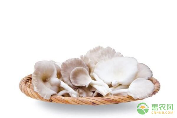廢棄黃豆秸稈能用于平菇栽培嗎？有哪些操作方法？