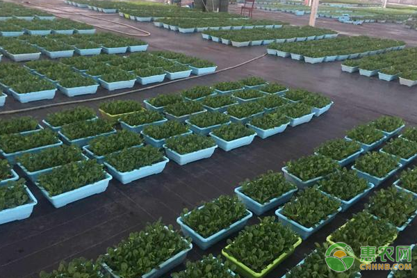 盆栽蔬菜如何選用基質和肥料？盆栽蔬菜基質配制及肥料施用要點