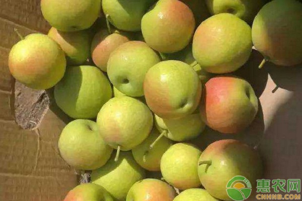 紅梨新品種南紅梨引種表現(xiàn)及其主要栽培技術(shù)