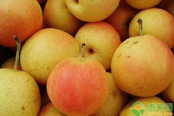 紅梨新品種南紅梨引種表現(xiàn)及其主要栽培技術(shù)