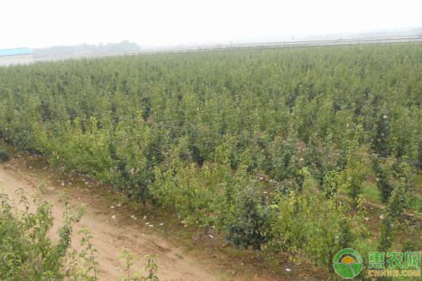 梨園綠肥種植品種有哪些？