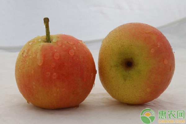 紅梨新品種南紅梨引種表現(xiàn)及其主要栽培技術(shù)