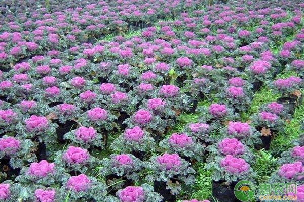 越冬蔬菜種植