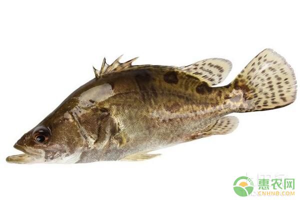 怎样饲养鳜鱼？鳜鱼鱼种放养、水质控制等养殖技术要点
