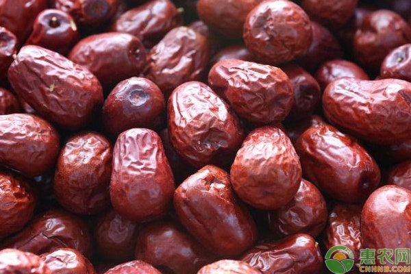 紅棗大球蚧的發(fā)生規(guī)律及其防治措施