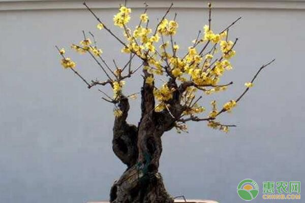 盆栽臘梅為什么花朵很少？盆栽臘梅花少原因及解決措施