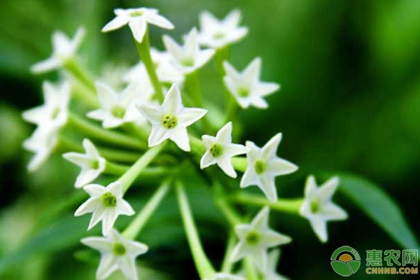 夜來香過冬養(yǎng)護(hù)要點(diǎn)
