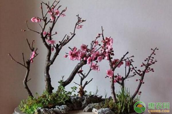 盆栽臘梅為什么花朵很少？盆栽臘梅花少原因及解決措施