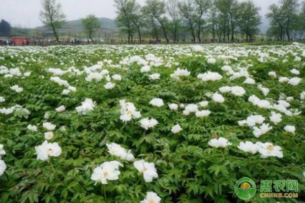 夏季修剪對(duì)幼齡鳳丹生長(zhǎng)結(jié)果有哪些影響？