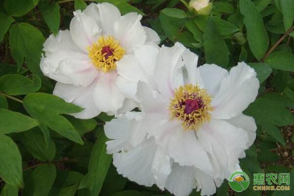 夏季修剪對(duì)幼齡鳳丹生長(zhǎng)結(jié)果有哪些影響？