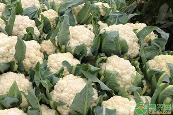 花菜高產(chǎn)種植要點(diǎn)