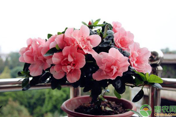 家庭盆栽杜鵑的栽培與養(yǎng)護技術(shù)