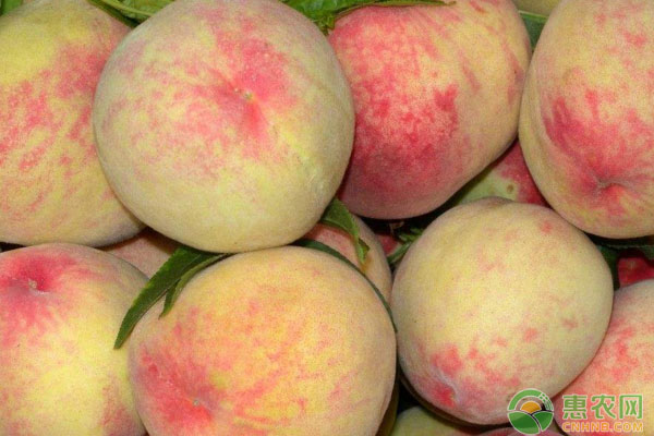 盆栽桃子的種植方法及管理要點(diǎn)