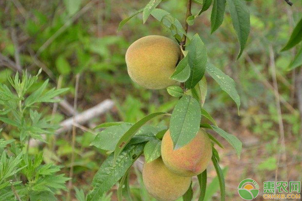 盆栽桃子的種植方法及管理要點(diǎn)