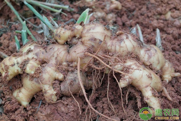 生姜种植如何实现高产？生姜高产栽培管理技术要点