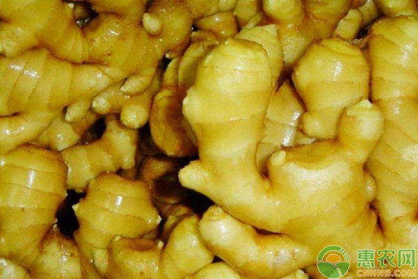 生姜种植如何实现高产？生姜高产栽培管理技术要点