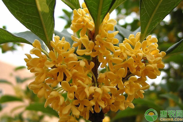 金桂的栽植方法與管理技術(shù)