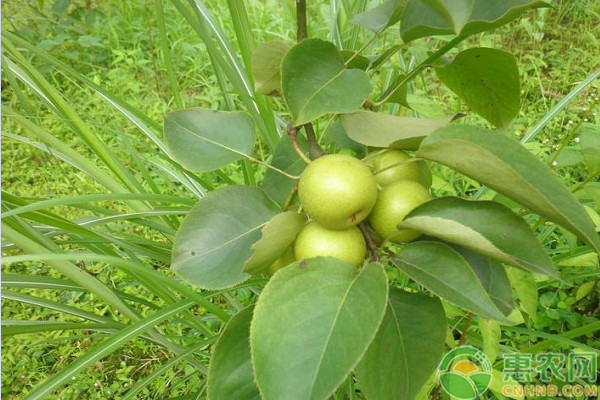 梨果實(shí)外觀品質(zhì)的提高方法及管理要點(diǎn)