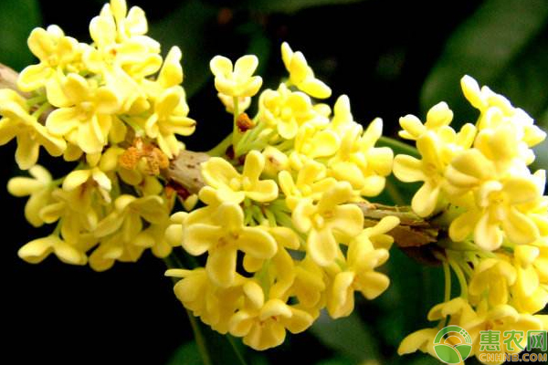 金桂怎么種？金桂的栽植方法與管理技術(shù)